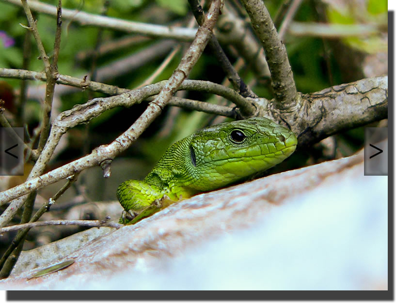 Lacerta viridis